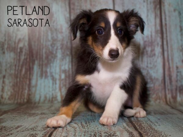 Shetland Sheepdog-DOG-Female-Tri-25080-Dream Tails Sarasota, Florida