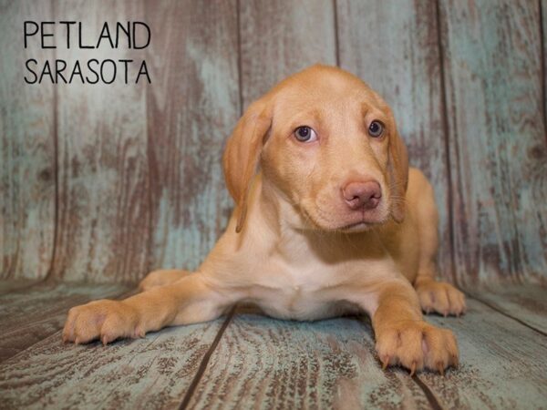 Labrador Retriever-DOG-Male-yellow-25079-Dream Tails Sarasota, Florida