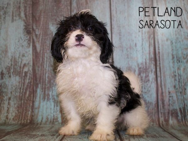 Miniature Bernadoodle-DOG-Female-Tri-25078-Dream Tails Sarasota, Florida