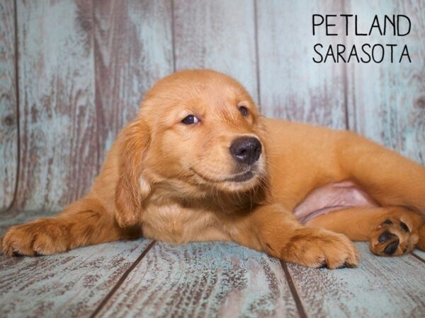 Golden Retriever-DOG-Female-Golden-25077-Dream Tails Sarasota, Florida