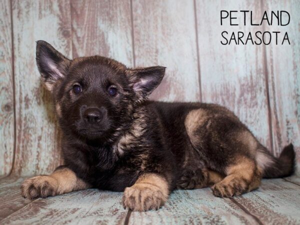 Norwegian Elkhound-DOG-Female-Gray-25076-Dream Tails Sarasota, Florida