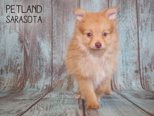 Pomeranian-DOG-Male-Sable-25108-Dream Tails Sarasota, Florida