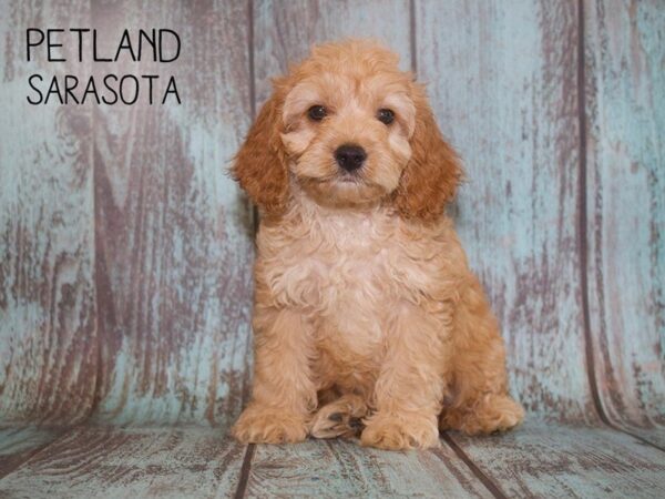 Cockapoo-DOG-Male-RED-25106-Dream Tails Sarasota, Florida