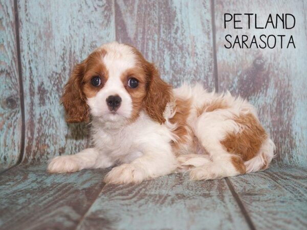 Cavalier King Charles Spaniel-DOG-Male-tri-25105-Dream Tails Sarasota, Florida