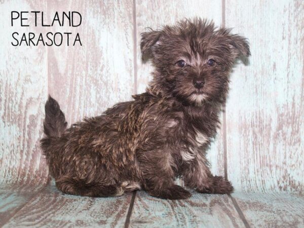Maltipoo-DOG-Female-Gray white-25103-Dream Tails Sarasota, Florida