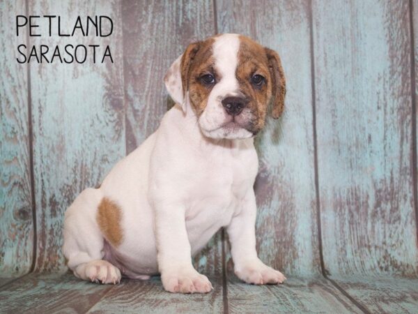 3/4 Bulldog-DOG-Male-brindle white-25102-Dream Tails Sarasota, Florida