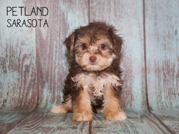 Yorkiepoo-DOG-Female-CHOC TAN-25101-Dream Tails Sarasota, Florida