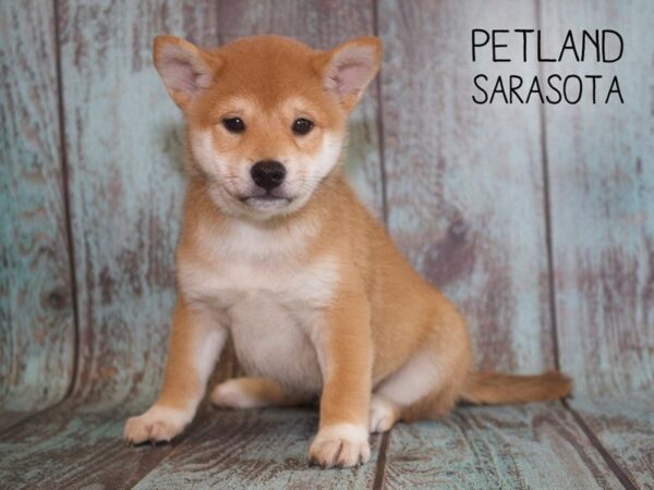 Shiba Inu-DOG-Male-RED SESAME-25100-Dream Tails Sarasota, Florida