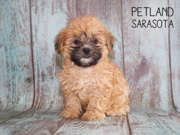 Teddy Bear-DOG-Female-Brown-25099-Dream Tails Sarasota, Florida