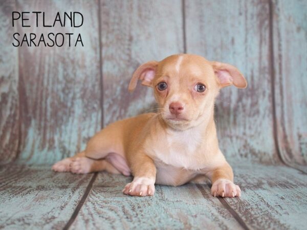 Chihuahua-DOG-Male-CREAM-25098-Dream Tails Sarasota, Florida