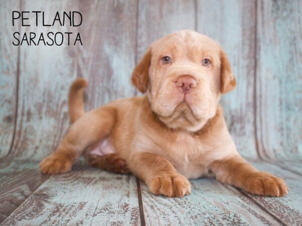 Miniature Hippo-DOG-Male-BUFF-25097-Dream Tails Sarasota, Florida