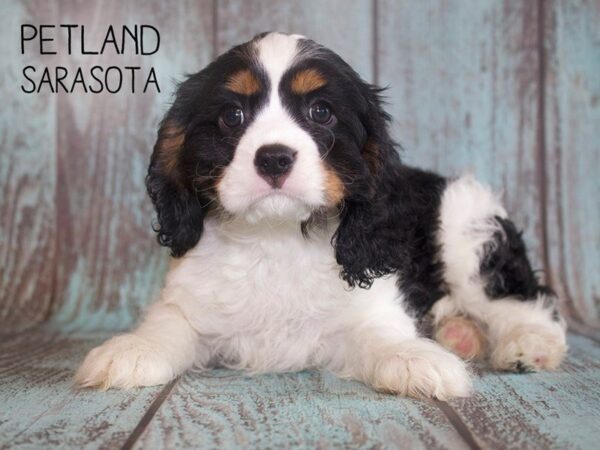 Cockalier-DOG-Male-TRI-25096-Dream Tails Sarasota, Florida