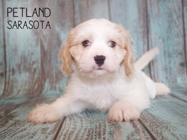 Cavachon-DOG-Male-BLENHEIM-25095-Dream Tails Sarasota, Florida