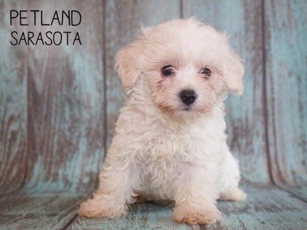 Maltipoo-DOG-Male-CREAM WHITE-25094-Dream Tails Sarasota, Florida