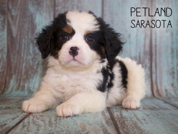 Miniature Bernese Mountain Dog-DOG-Male-blk. white-25093-Dream Tails Sarasota, Florida