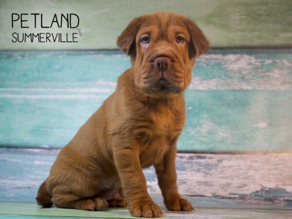 Miniature Hippo-DOG-Male-choc-25220-Dream Tails Sarasota, Florida