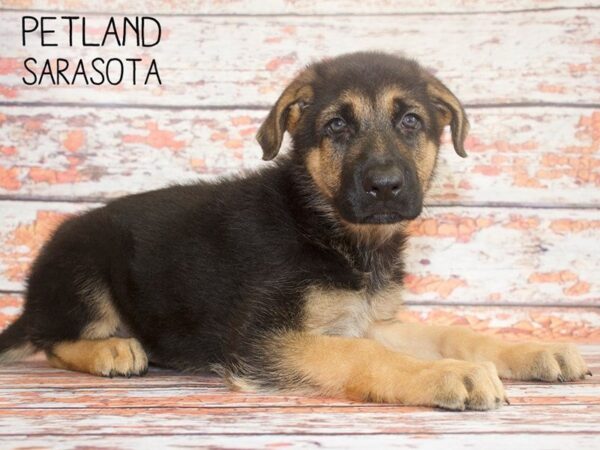 German Shepherd-DOG-Female-Black and Tan-25111-Dream Tails Sarasota, Florida