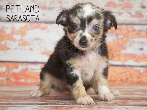 Chihuahua-DOG-Male-BLUE MERLE-25114-Dream Tails Sarasota, Florida
