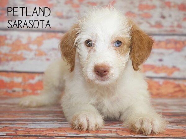 F2 MINI GOLDENDOODLE-DOG-Female-RED WHITE-25113-Dream Tails Sarasota, Florida