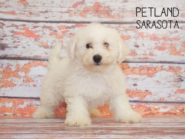 Bichon Frise-DOG-Male--25119-Dream Tails Sarasota, Florida