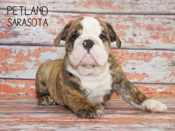 English Bulldog-DOG-Male-brindle-25118-Dream Tails Sarasota, Florida