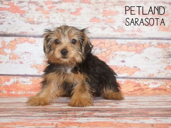 Yorkshire Terrier-DOG-Male-Black / Tan-25126-Dream Tails Sarasota, Florida