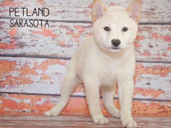 Shiba Inu-DOG-Female-Cream-25125-Dream Tails Sarasota, Florida