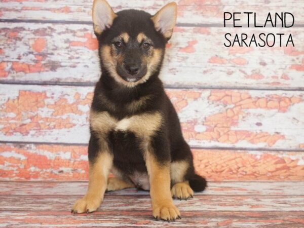 Shiba Inu-DOG-Male-Black / Tan-25124-Dream Tails Sarasota, Florida