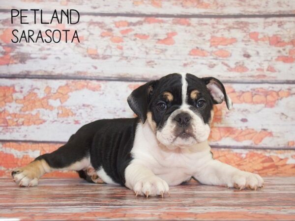 English Bulldog-DOG-Female-Black Tan / White-25123-Dream Tails Sarasota, Florida