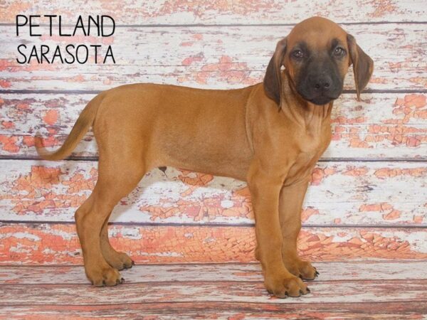 Rhodesian Ridgeback-DOG-Male-Red Wheaten-25122-Dream Tails Sarasota, Florida