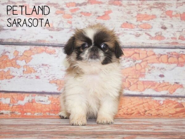 Pekingese-DOG-Female-Sable / White-25121-Dream Tails Sarasota, Florida