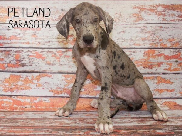 Great Dane-DOG-Male-Merle-25120-Dream Tails Sarasota, Florida