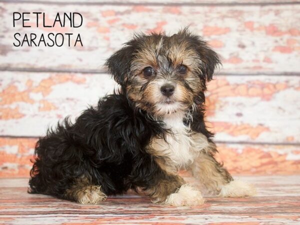 Yorkiepoo-DOG-Female-BLK TAN-25117-Dream Tails Sarasota, Florida