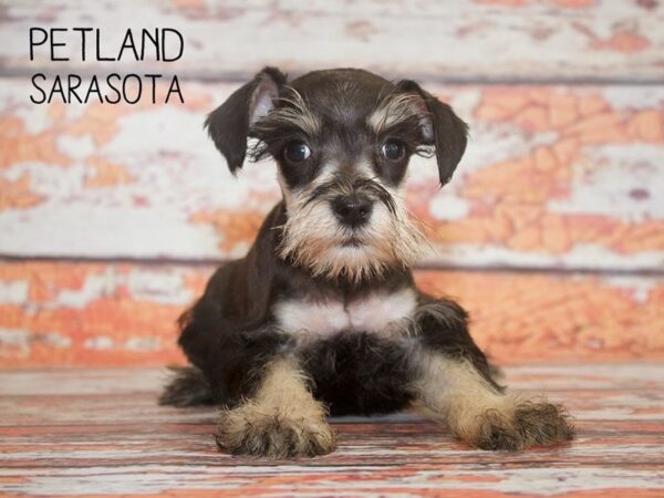 Miniature Schnauzer-DOG-Female-BLACK SILVER-25115-Dream Tails Sarasota, Florida