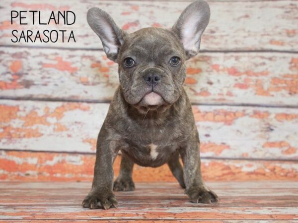 French Bulldog-DOG-Male-Blue Brindle-25110-Dream Tails Sarasota, Florida