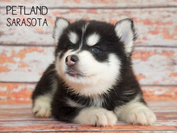 Pomsky-DOG-Male-BLK WHITE-25112-Dream Tails Sarasota, Florida