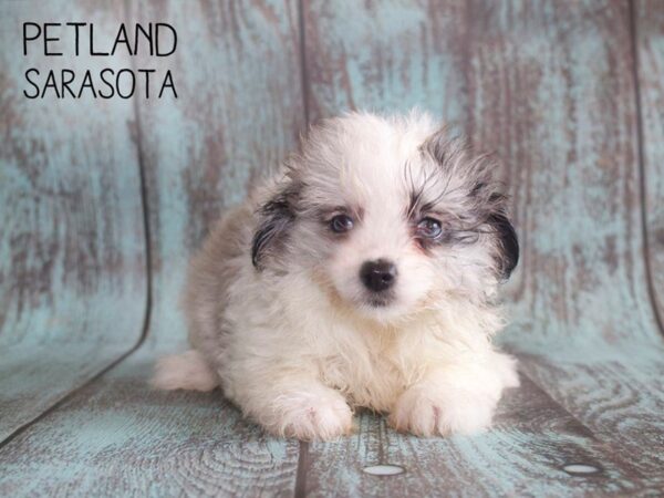 Pomchon-DOG-Female-BLUE MERLE-25153-Dream Tails Sarasota, Florida