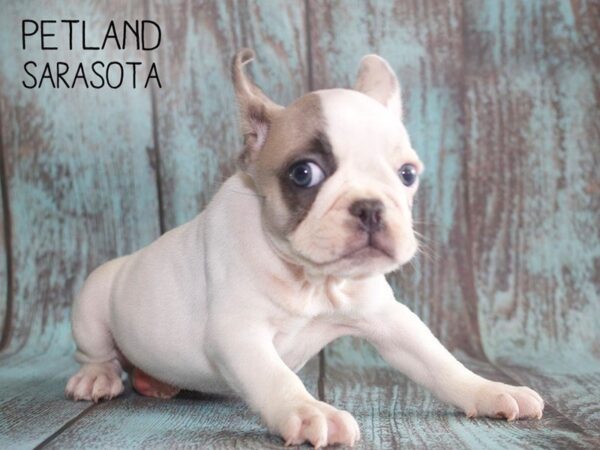 French Bulldog-DOG-Female-Blue Pied-25152-Dream Tails Sarasota, Florida
