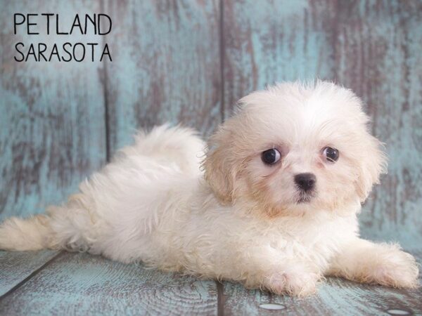 Teddy Bear-DOG-Female-WHITE BROWN-25151-Dream Tails Sarasota, Florida