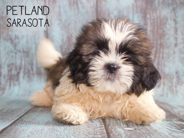 Shih Tzu-DOG-Male-brown white-25150-Dream Tails Sarasota, Florida