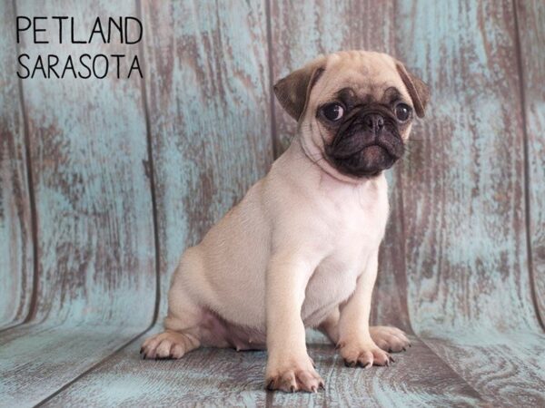 Pug-DOG-Female-fawn-25149-Dream Tails Sarasota, Florida