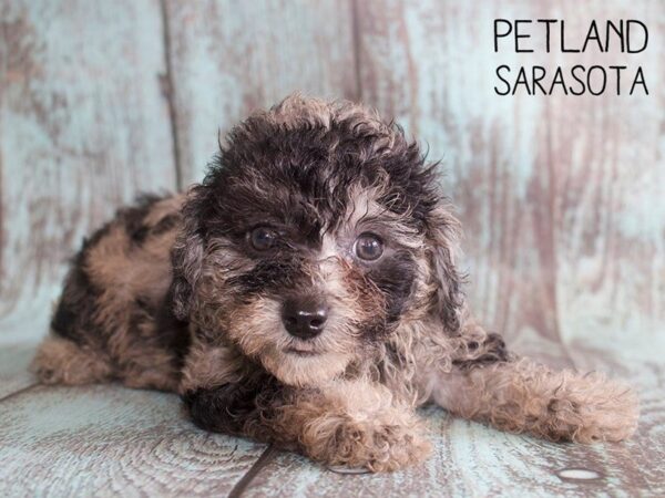 Miniature Poodle-DOG-Female-blue merle-25148-Dream Tails Sarasota, Florida
