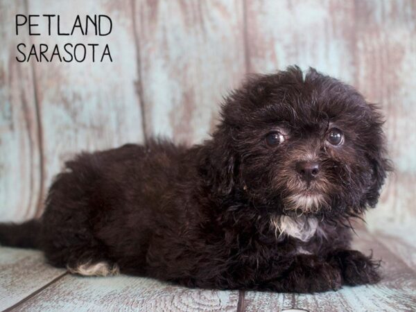 Teddy Bear-DOG-Female-blk-25147-Dream Tails Sarasota, Florida