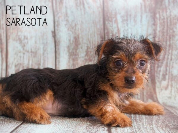 Yorkshire Terrier-DOG-Female-Black Tan-25146-Dream Tails Sarasota, Florida