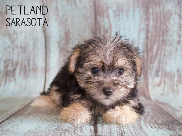 Morkie-DOG-Female-BLK TAN-25145-Dream Tails Sarasota, Florida