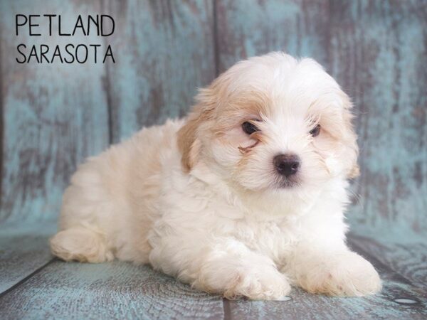Shihpoo-DOG-Male-Brown White-25144-Dream Tails Sarasota, Florida