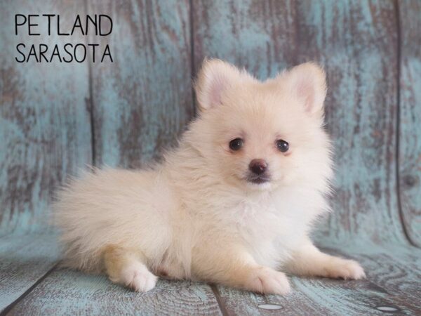 Pomeranian-DOG-Female-CREAM WHITE-25143-Dream Tails Sarasota, Florida