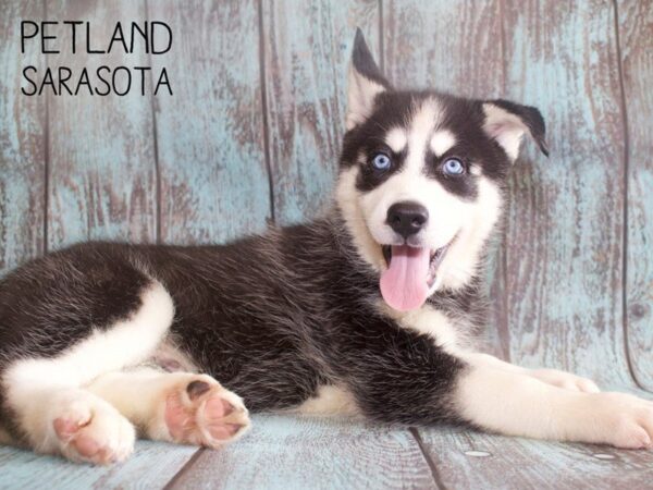 Siberian Husky-DOG-Male-Black & White-25142-Dream Tails Sarasota, Florida