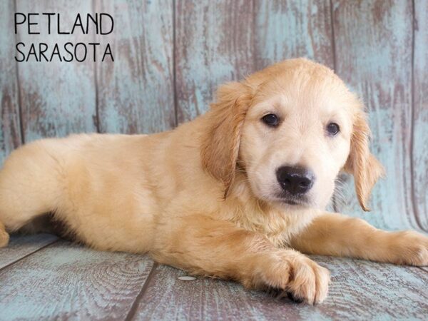 Golden Retriever-DOG-Male-Golden-25141-Dream Tails Sarasota, Florida