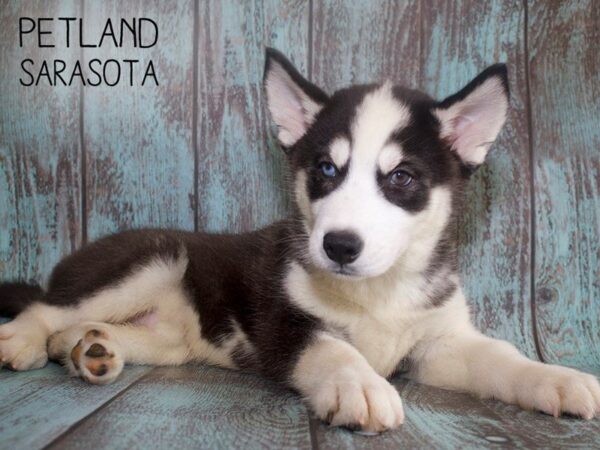 Siberian Husky-DOG-Male-Black / White-25140-Dream Tails Sarasota, Florida